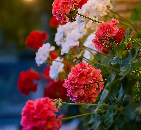 Szálloda La Rosa Ronta
