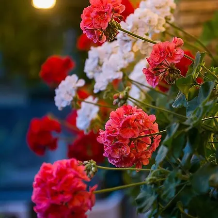 호텔 La Rosa 론타