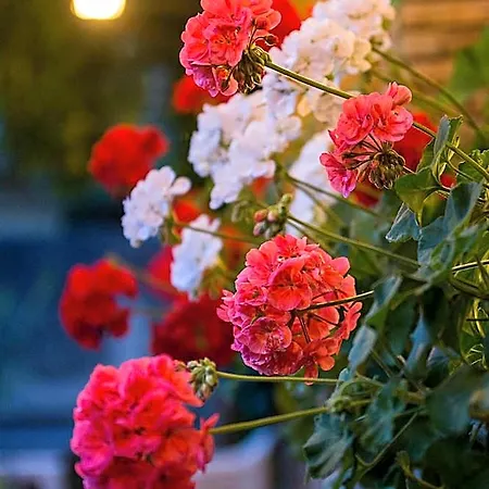 La Rosa