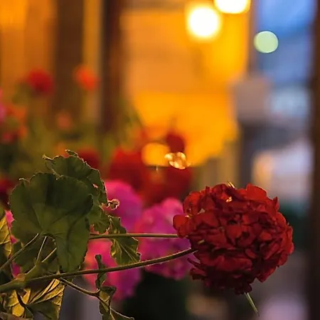 호텔 La Rosa